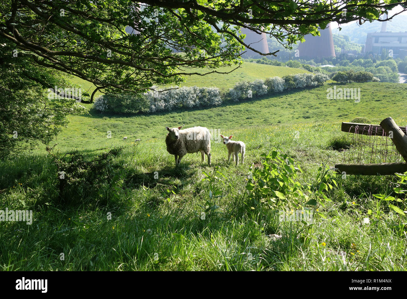 Primavera in Shropshire, Inghilterra, Regno Unito pecore pecora con il suo lamb Foto Stock