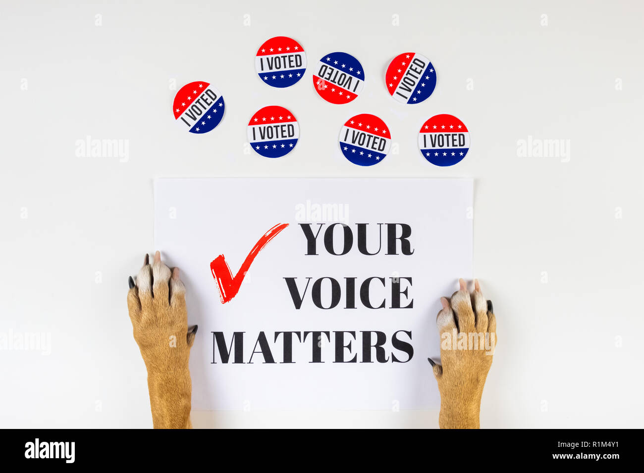 Elezioni americane attivismo concetto con zampe di cane. Vista superiore del segno politico e votare i badge di giorno su sfondo bianco Foto Stock