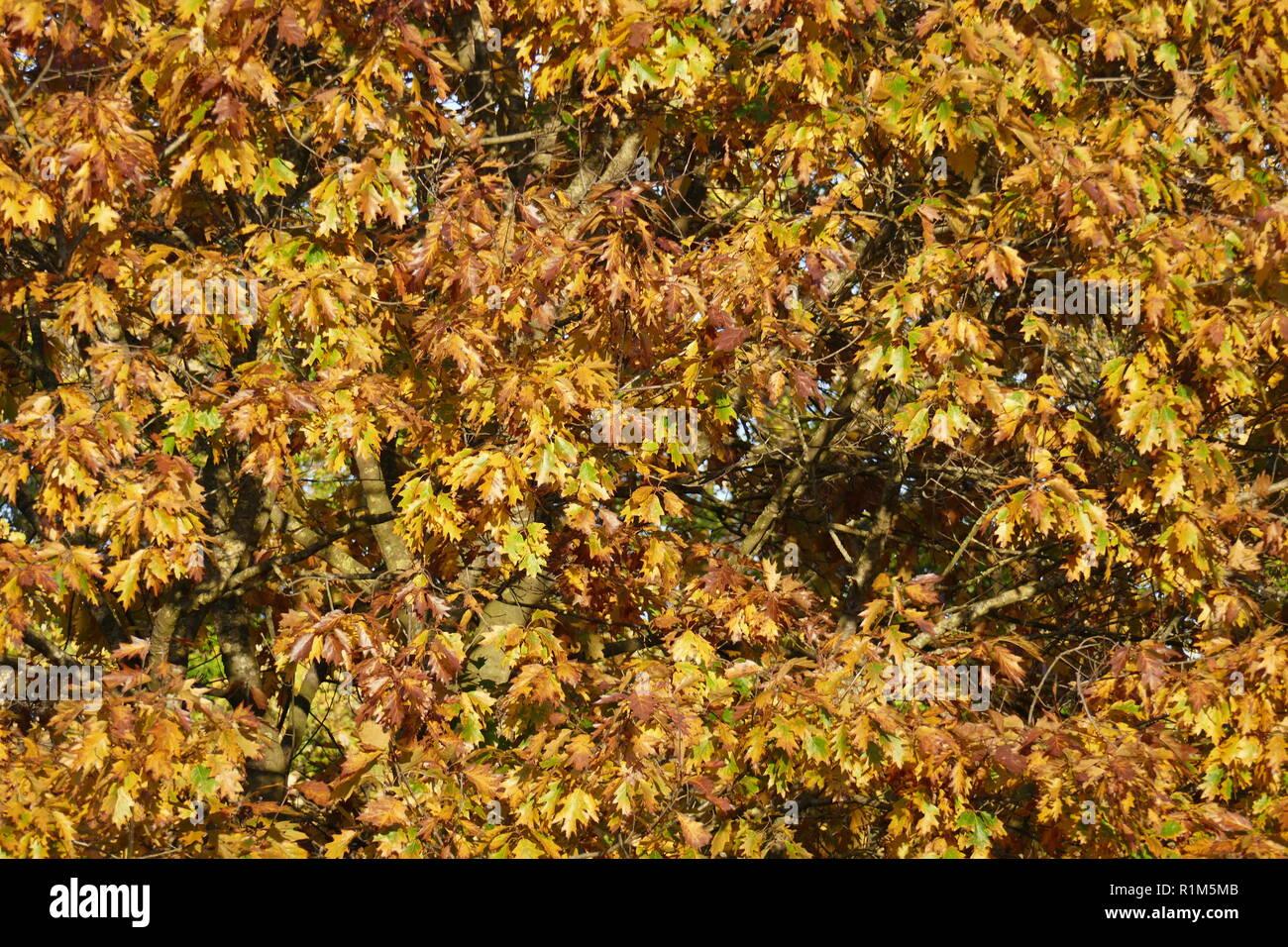 Giallo scolorito di foglie di quercia su rami, Germania, Europa mi gelb verfärbte Eichenblätter un Ästen, Deutschland, Europa ho Foto Stock