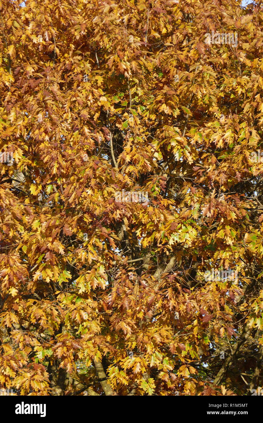 Giallo scolorito di foglie di quercia su rami, Germania, Europa mi gelb verfärbte Eichenblätter un Ästen, Deutschland, Europa ho Foto Stock