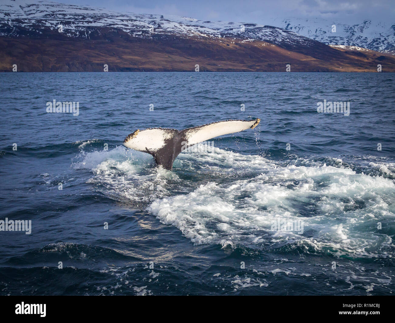 Coda di Humpback Whale al largo della costa di Islanda vicino Hauganes Foto Stock
