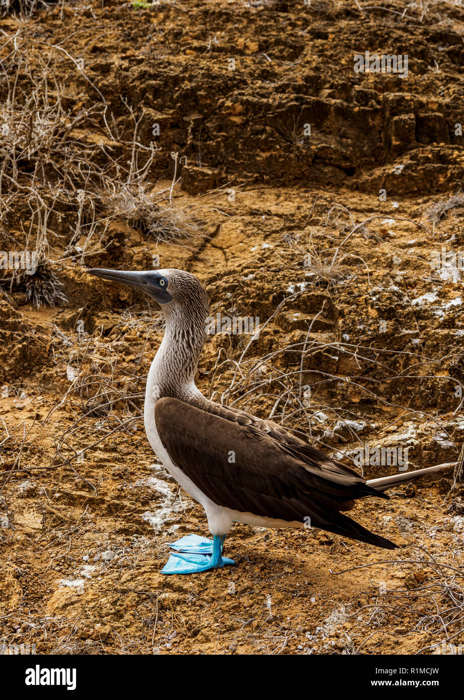 Blu-footed booby (Sula nebouxii), Punta Pitt, San Cristobal o isola Chatham, Galapagos, Ecuador Foto Stock