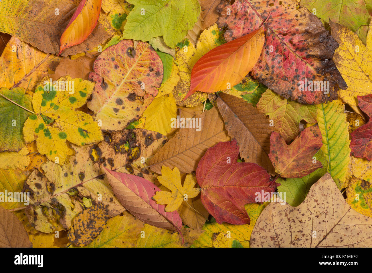 Meravigliosa miscela di capannone British autunnali foglie decidue con sfumature di giallo, verde, arancione, Acer, faggio, castagno, nocciolo, Prunus, Liriodendron Foto Stock