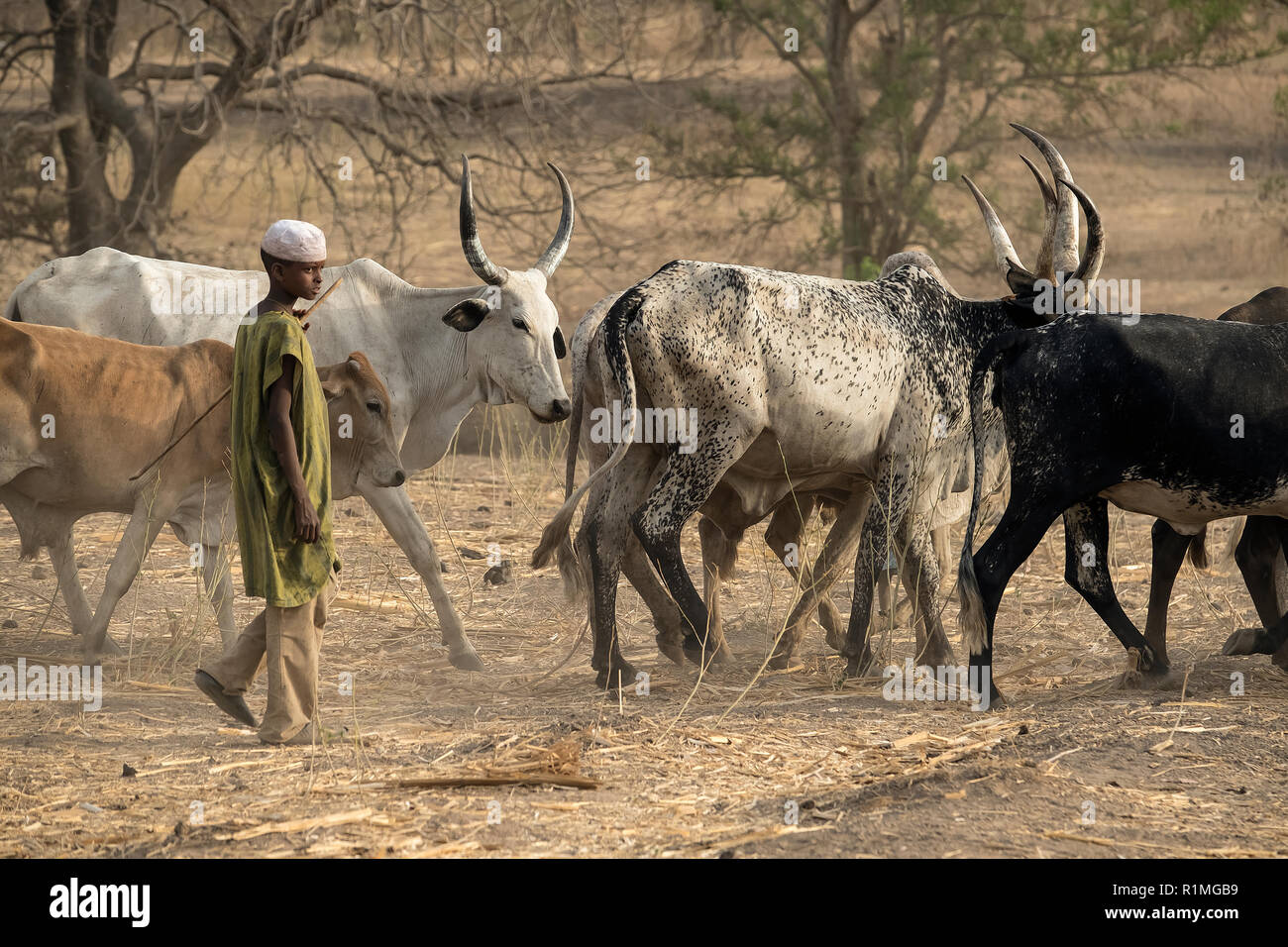 Pastore imbrancandosi zebù. Il Camerun. Foto Stock