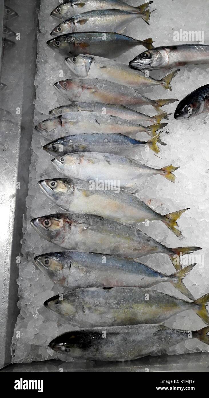 Sgombro pesce su ghiaccio esposizione mercato del mare. Foto Stock