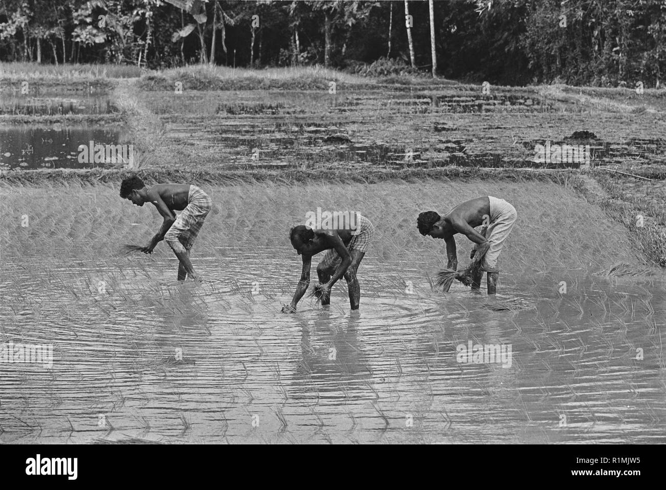 Il trapianto di pianticelle di riso nel campo inondato, Sylhet district 1980 Foto Stock