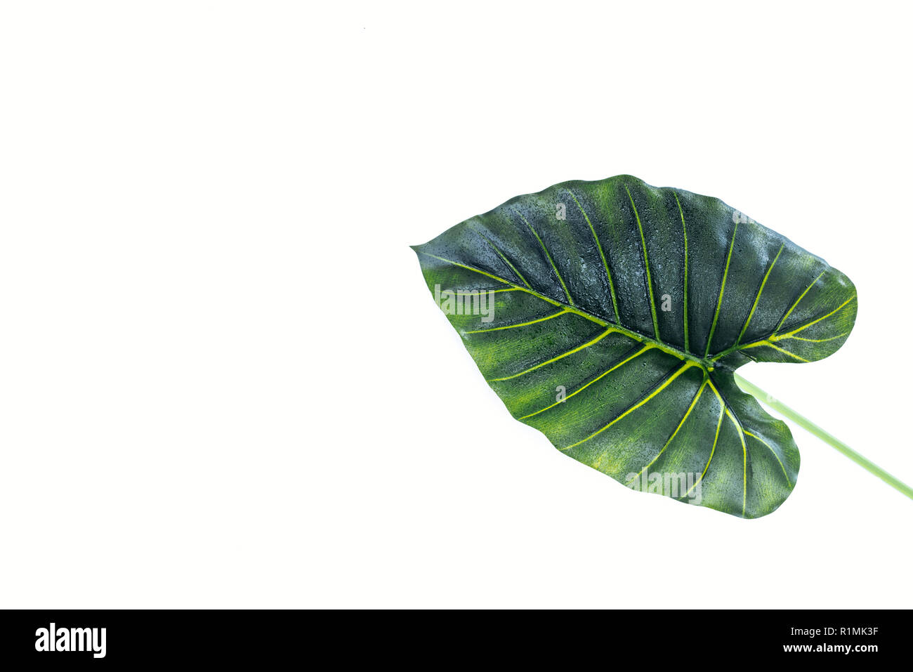 Vista in elevazione del bel verde foglia di palma isolata su bianco, concetto minimalista Foto Stock