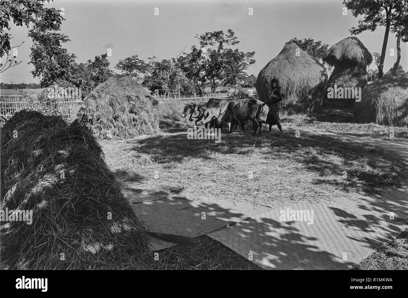 69/13 Gazipur village, trebbiatura grana di riso , Sylhet 1980 Foto Stock