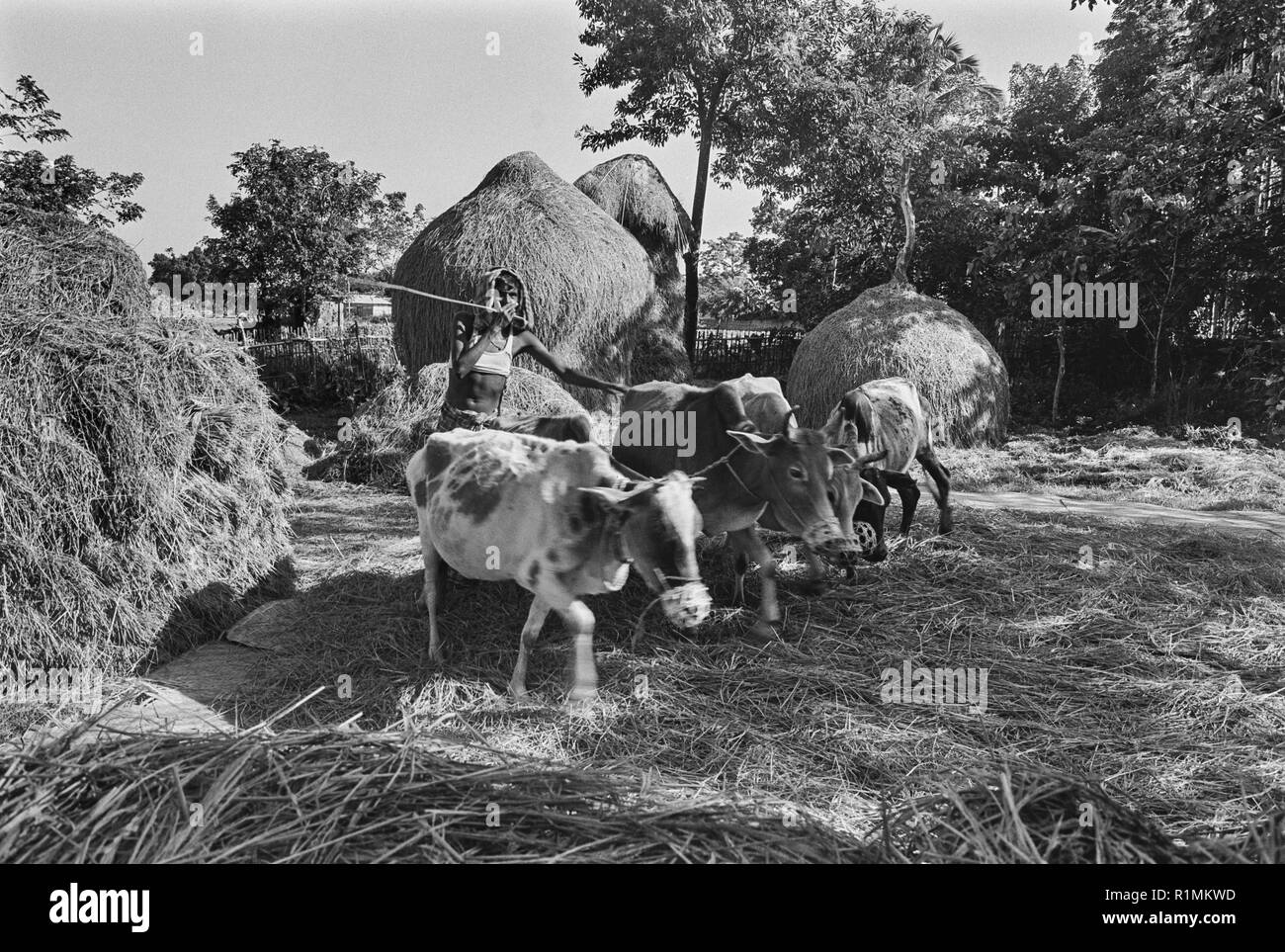 69/14 Gazipur village, trebbiatura grana di riso , Sylhet 1980 Foto Stock