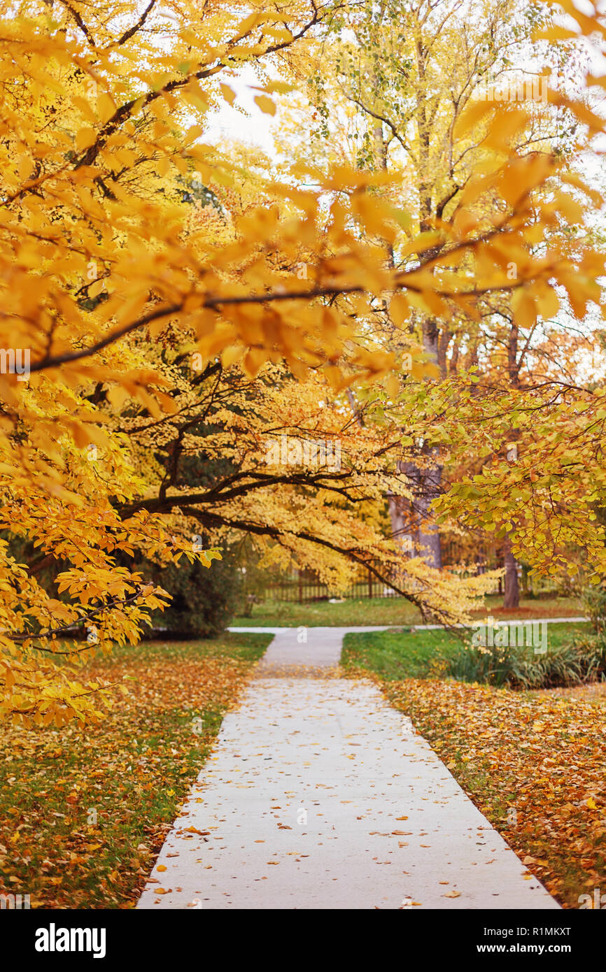 Percorso vuoto nell'autunno park Foto Stock