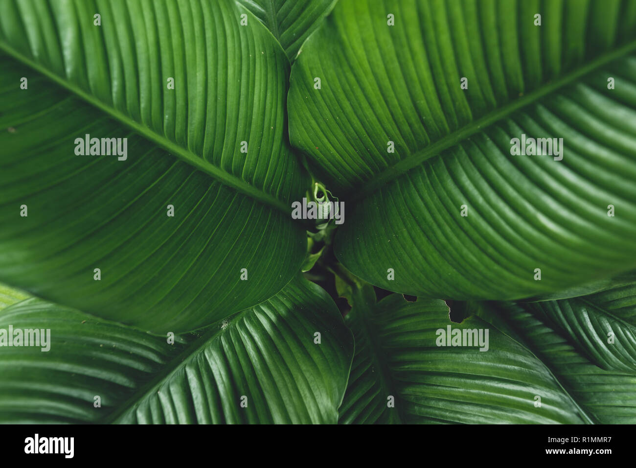 Scuro dello sfondo del fogliame foglie di colore verde scuro Foto Stock