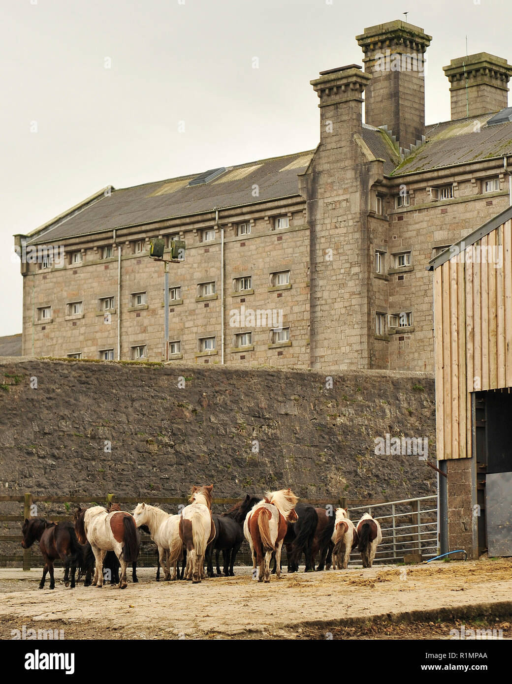 Pony selvatici al carcere di Dartmoor Foto Stock