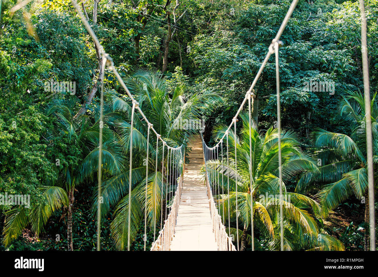 Jungle ponte di corde appendere nella foresta pluviale di Honduras ...