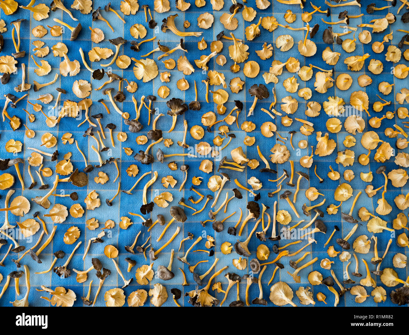 Casa di essiccazione dei funghi. Craterellus lutescens, comunemente noto come piede giallo. / Assecatge de bolets Camagrocs (Craterellus lutescens) Foto Stock