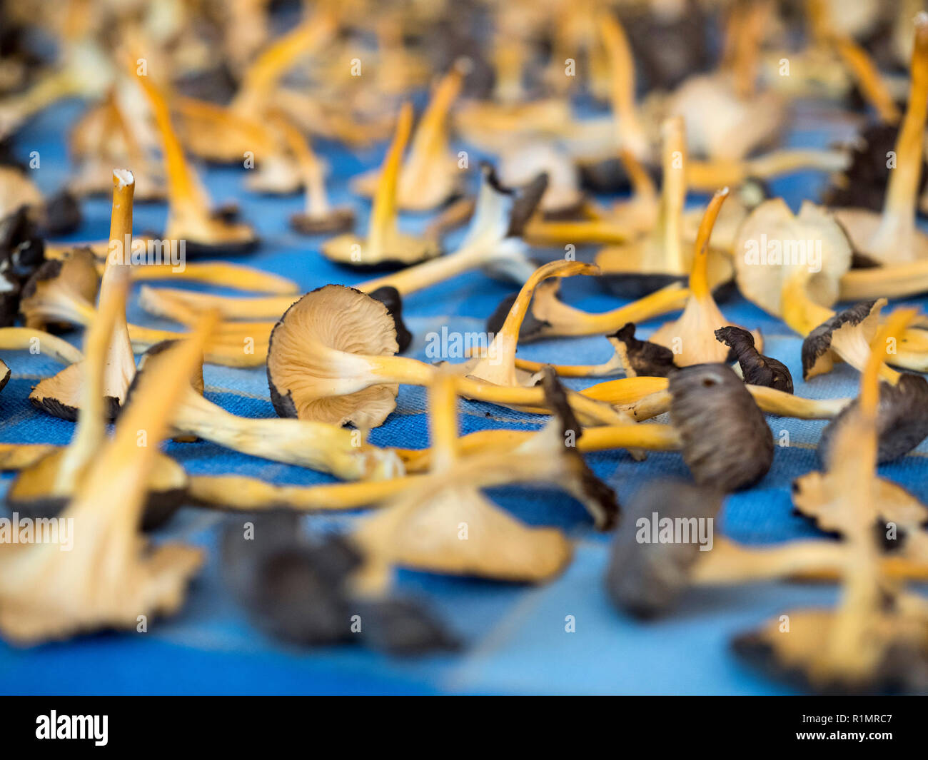 Casa di essiccazione dei funghi. Craterellus lutescens, comunemente noto come piede giallo. / Assecatge de bolets Camagrocs (Craterellus lutescens) Foto Stock