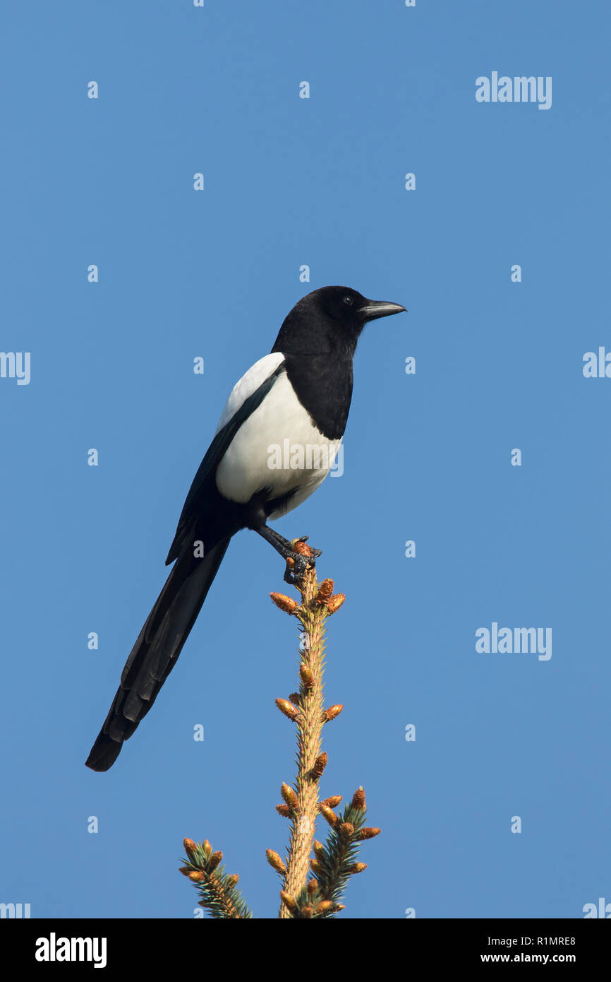 Eurasian gazza / comune gazza (Pica pica) arroccato nella struttura ad albero contro il cielo blu Foto Stock