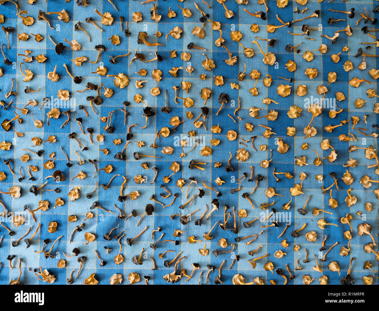 Casa di essiccazione dei funghi. Craterellus lutescens, comunemente noto come piede giallo. / Assecatge de bolets Camagrocs (Craterellus lutescens) Foto Stock