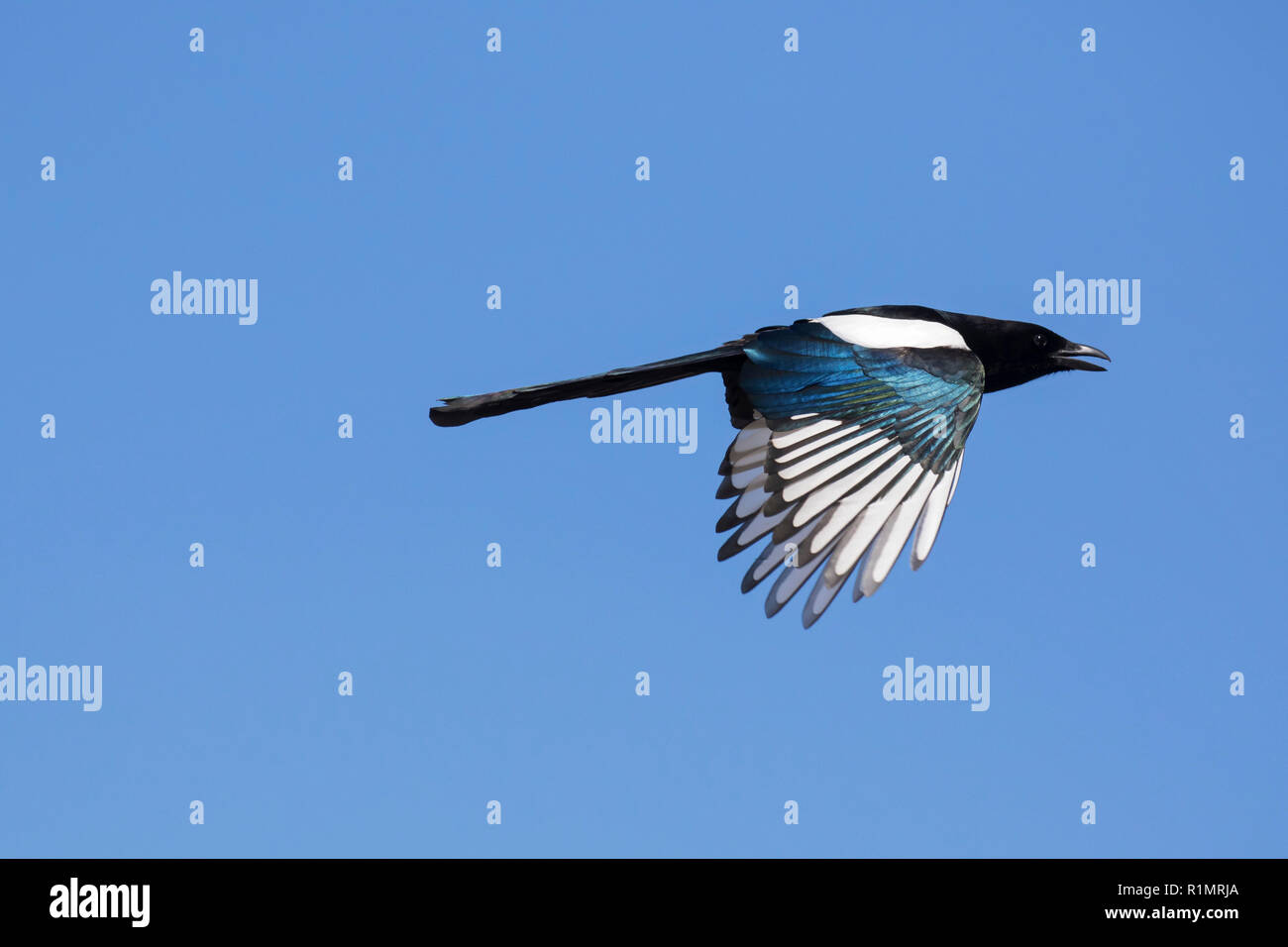 Eurasian gazza / comune gazza (Pica pica) chiamando in volo contro il cielo blu Foto Stock