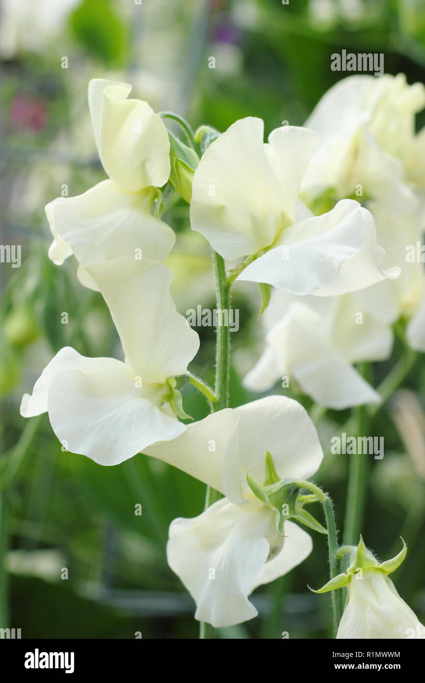 Lathyrus odoratus. Pisello dolce 'Hunters Moon", una molto profumato Spencer scalatore annuale Foto Stock