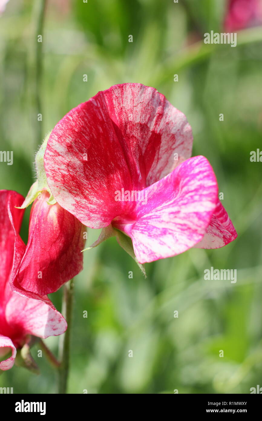 Lathyrus odoratus. Pisello dolce "America", una di colore rosso e bianco in  fiocchi (con striping), varietà Foto stock - Alamy