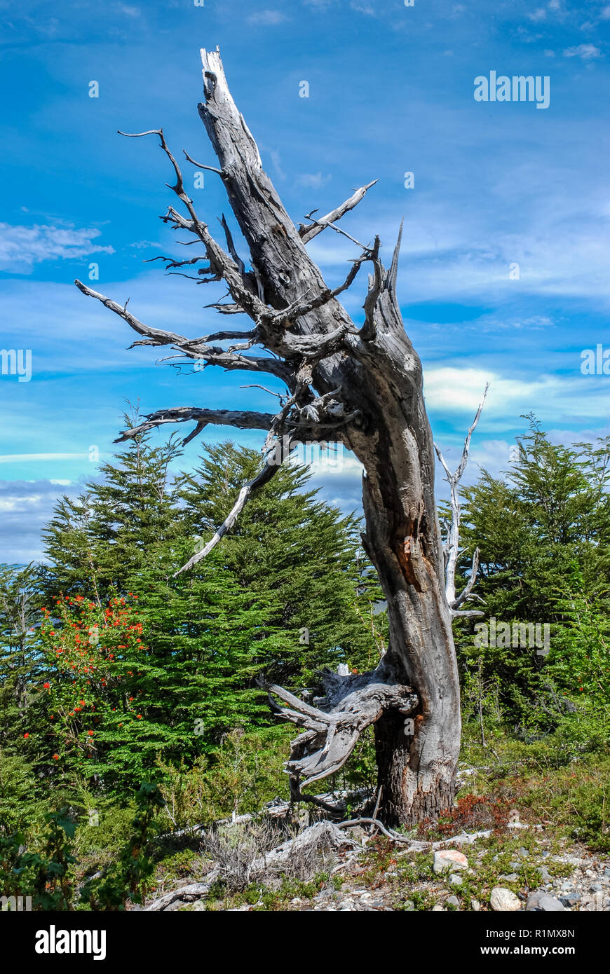 Un tronco morto è tuttora un importante punto di riferimento nel w-circuito in Paine National Park Foto Stock