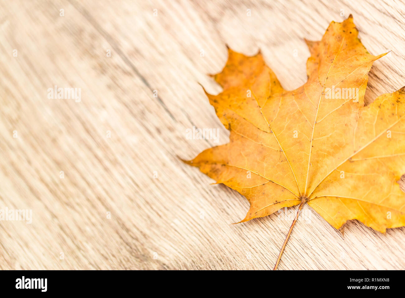 Foglie di autunno su sfondo di legno Foto Stock
