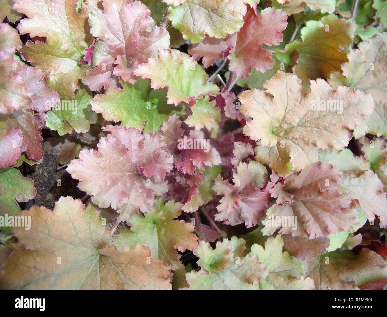 Heuchera marmellata mostrando close up della variegatura su foglie colorate .Utilizzare come la copertura del terreno o in un misto di piante erbacee .o arbusto confini buona piante Foto Stock