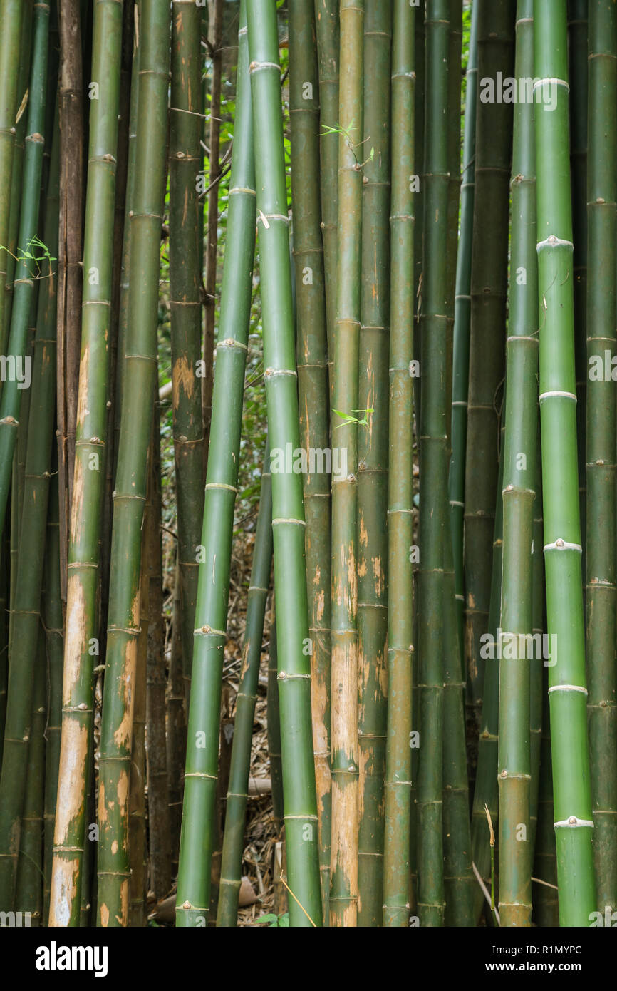 Close-up di molti alberi di bambù in una foresta in Laos. Foto Stock
