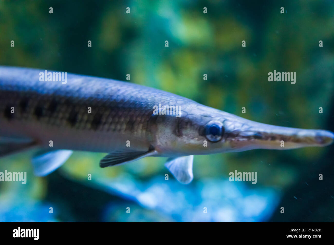 Longnose gar anche sapere come gar a becchi lunghi un pesce tropicale dal Messico e America closeup volto ritratto Foto Stock