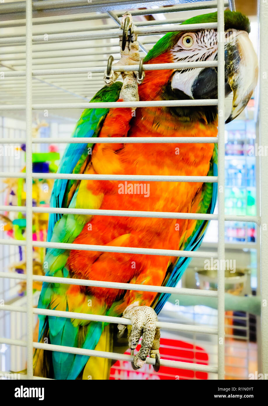 Lucia, un Catalina Macaw, posatoi all'interno del negozio di articoli da regalo al fort di mobili coloniali, 24 agosto 2017, nel Mobile, Ala. Foto Stock