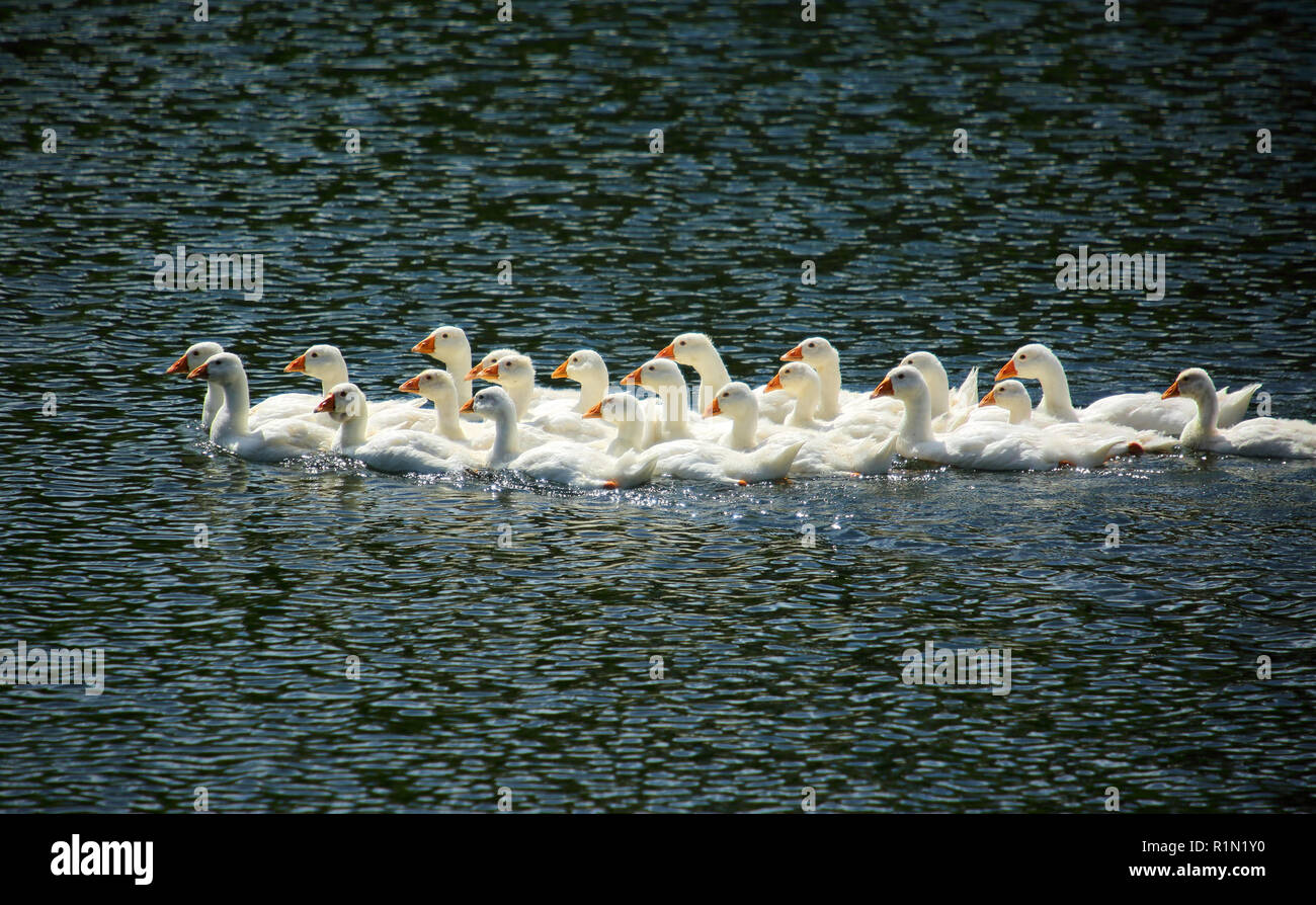 Giovani oche nuoto sul lago Foto Stock