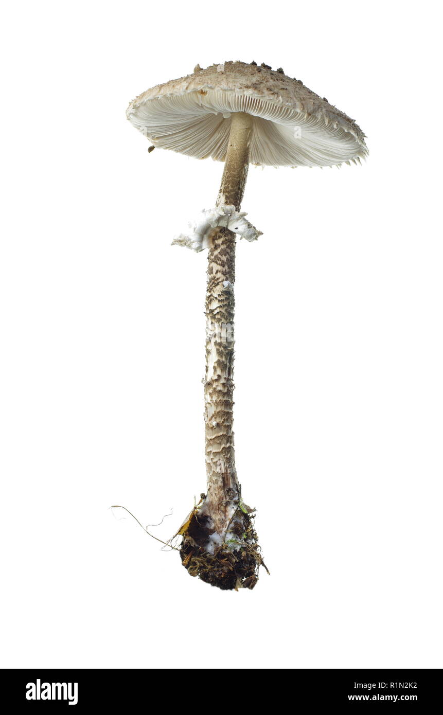 Ombrellone fungo isolato su sfondo bianco Foto Stock