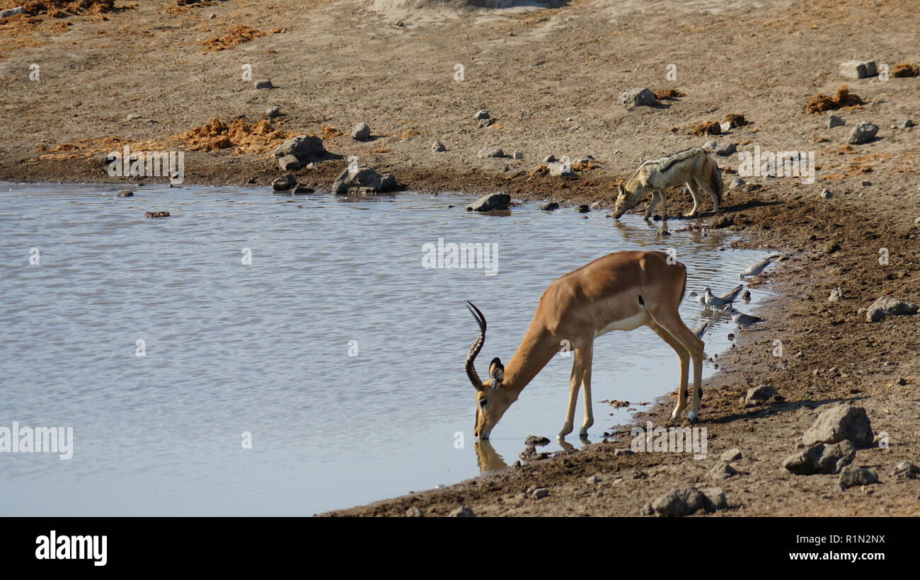 Impala und Trinken Schabrackenschakal am Wasserloch, il Parco Nazionale di Etosha, Chudop foro per l'acqua, Namibia, Africa Foto Stock