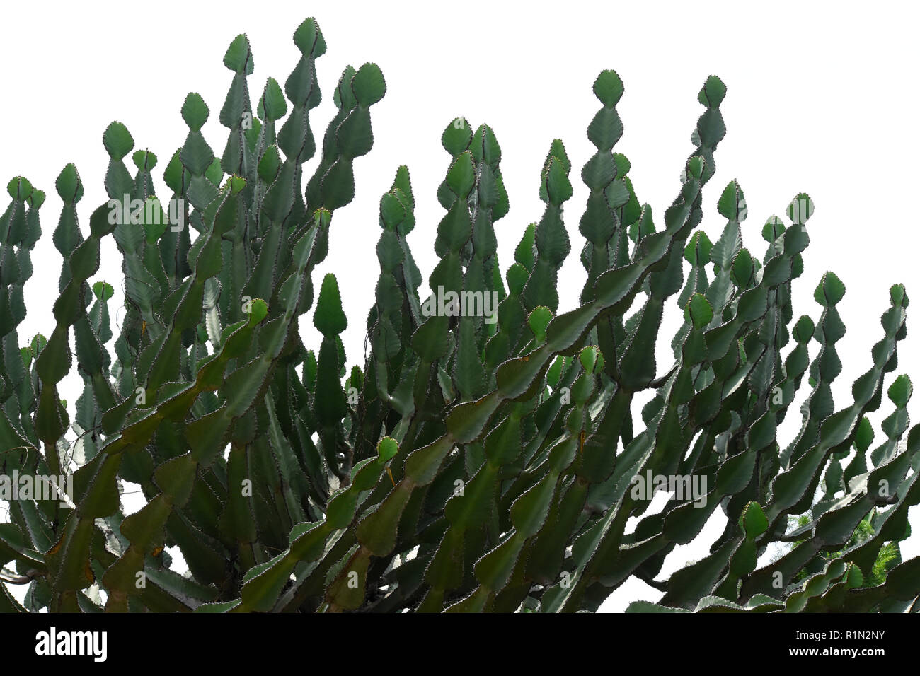 Euphorbia ingens succulento dei rami dell'albero. Foto Stock