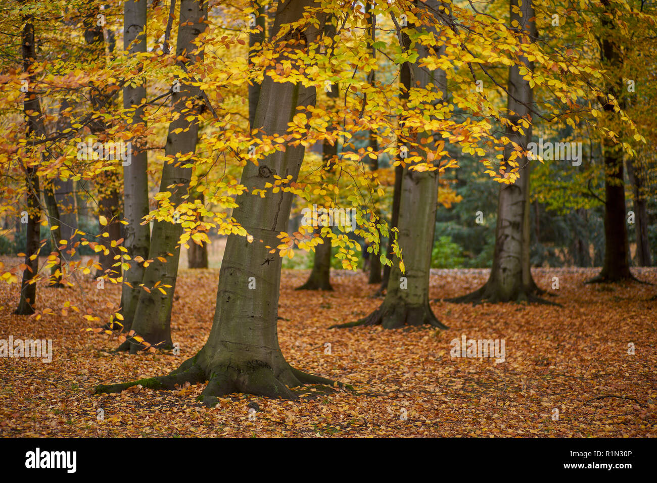 Parco Szczytnicki in autunno Wroclaw Bassa Slesia Polonia Foto Stock