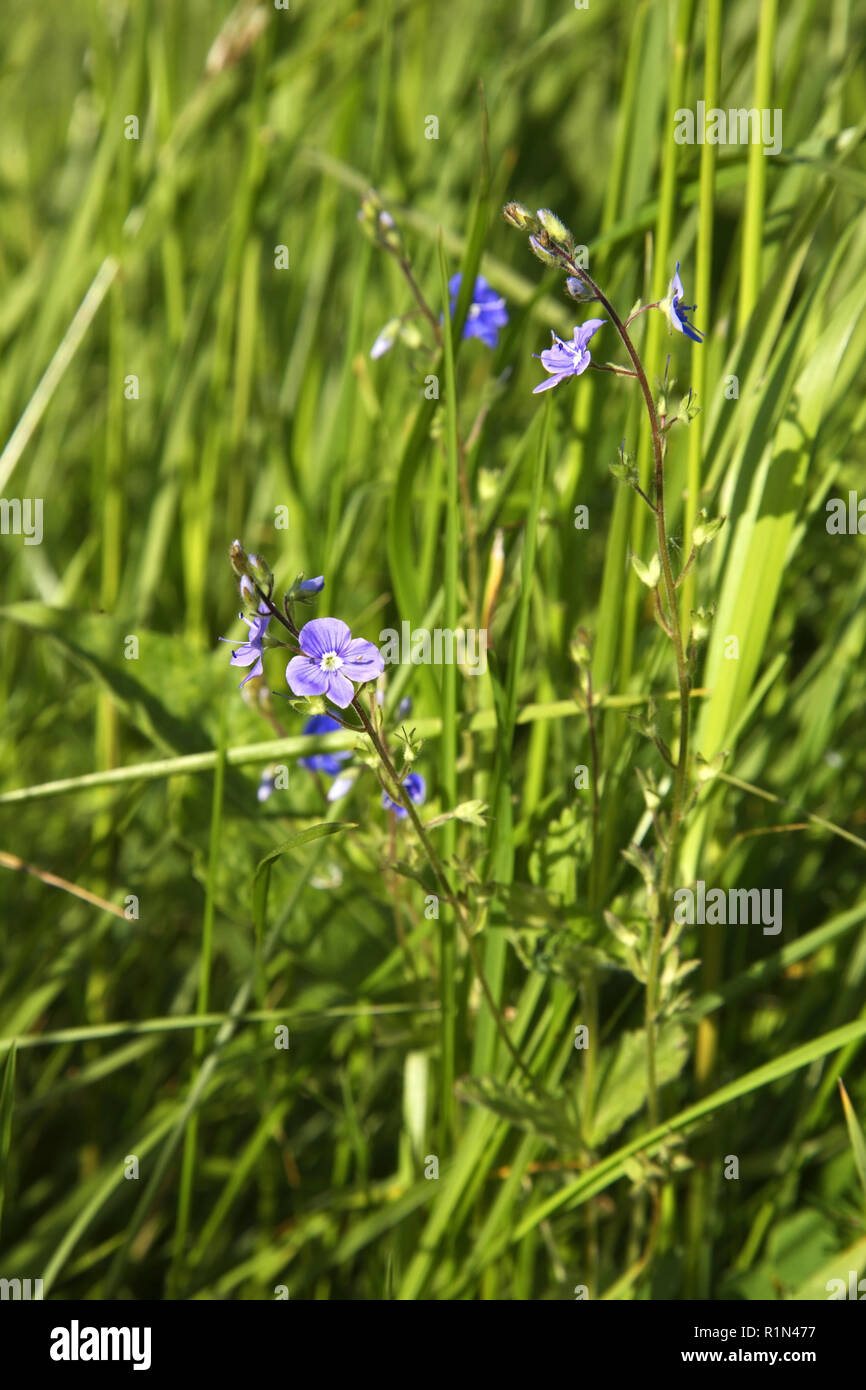 Paesaggio vicino Gagarin. Oblast di Smolensk. La Russia Foto Stock