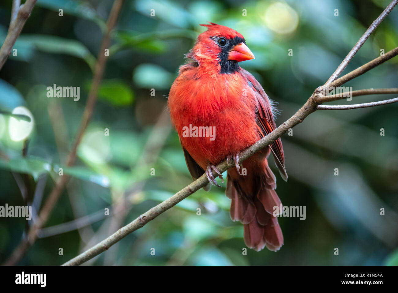 Rosso cardinale arroccato su di un lembo di albero. (USA) Foto Stock