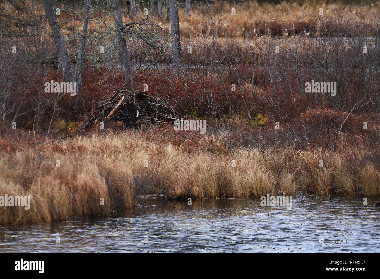 Quebec, Canada. Un beaver lodge in autunno Foto Stock