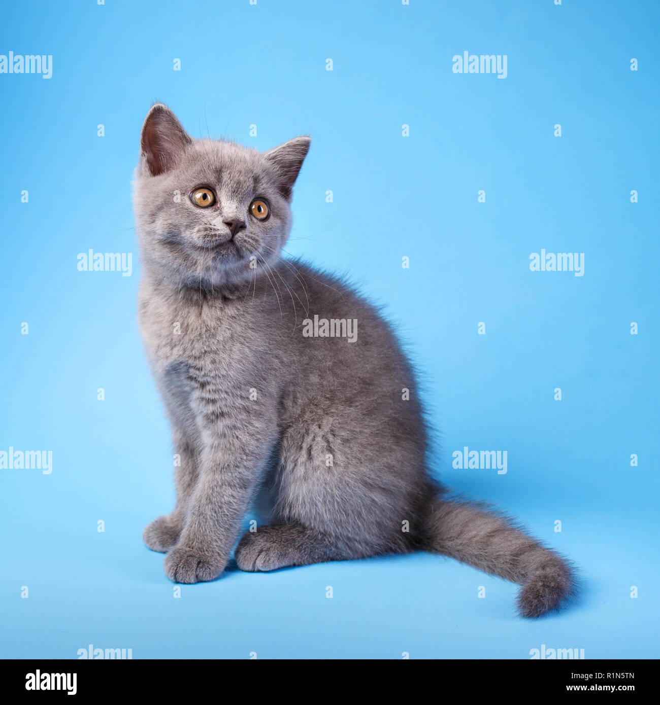 Kitty grigio con morbidi i baffi su uno sfondo blu. Foto Stock