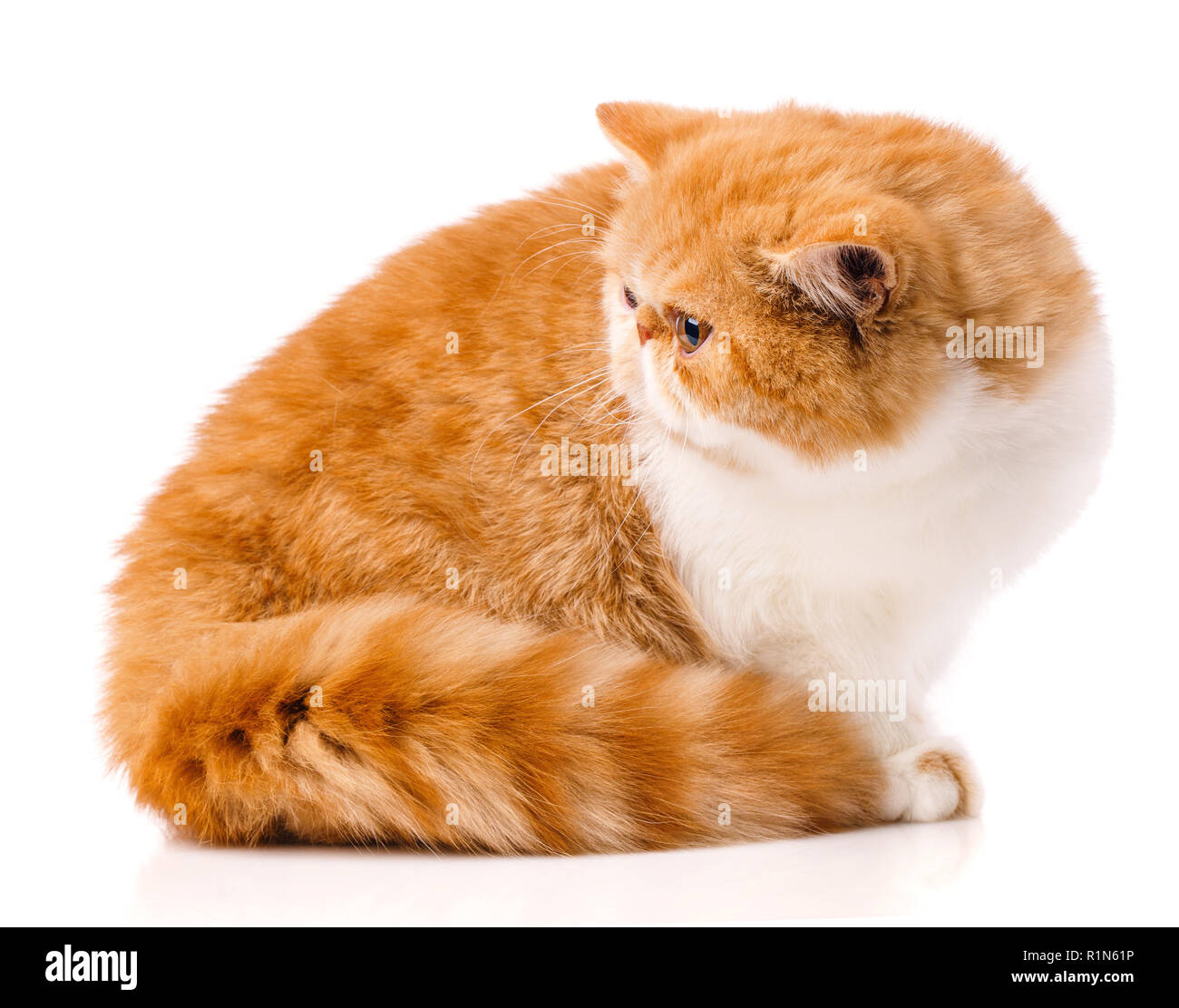 Animale, cat, concetto di pet - esotica cat su uno sfondo bianco. Foto Stock Animale, cat, concetto di pet - esotica cat su uno sfondo bianco. Foto Stock