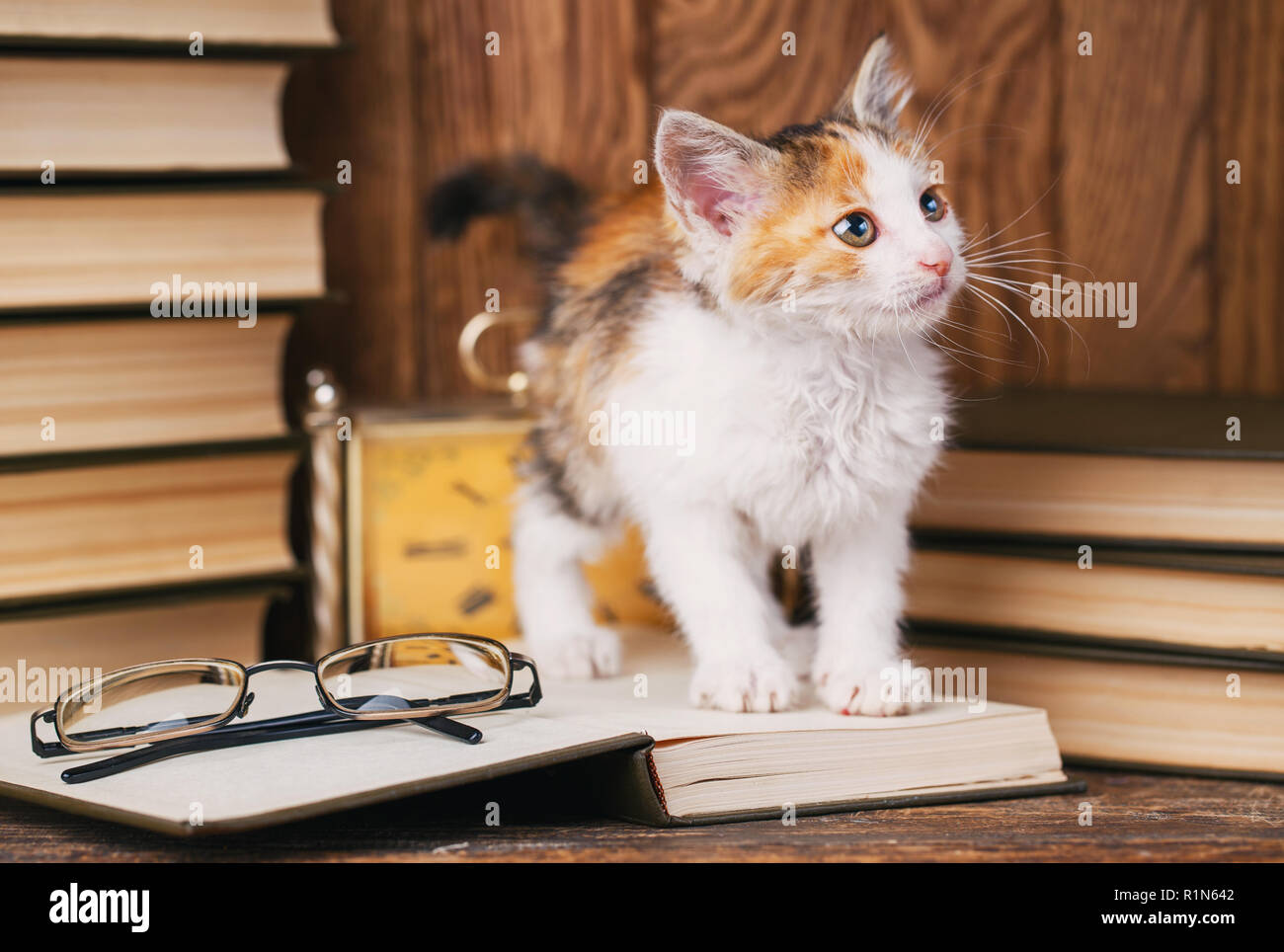 Il gatto si erge sul libro e guarda al lato destro Foto Stock