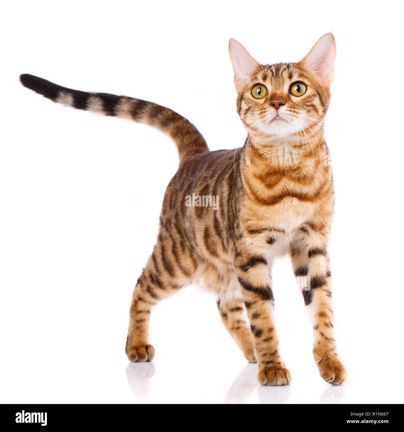 Animali domestici, animali e gatti concetto - Gatto bengala Foto Stock