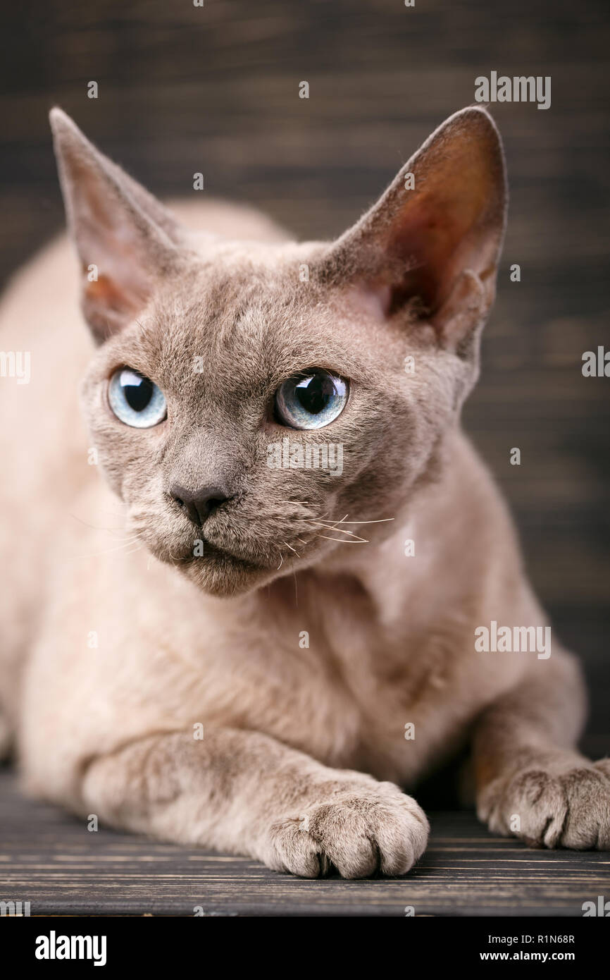 Riproduttori di razza devon rex cat ritratto sul buio Foto Stock
