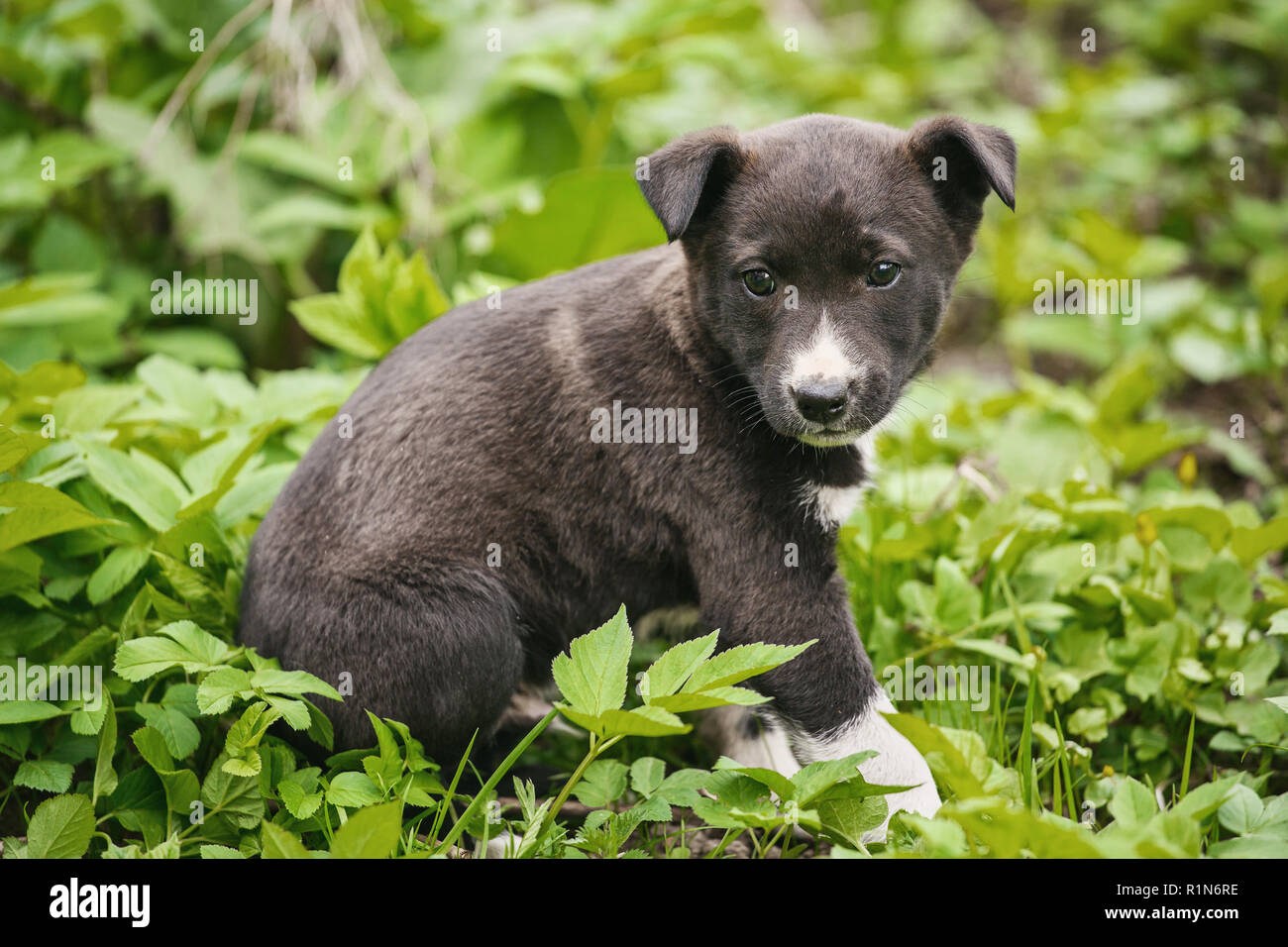 Giovane cucciolo di cane fotografato all'esterno. La guida per i senzatetto animali. Foto Stock