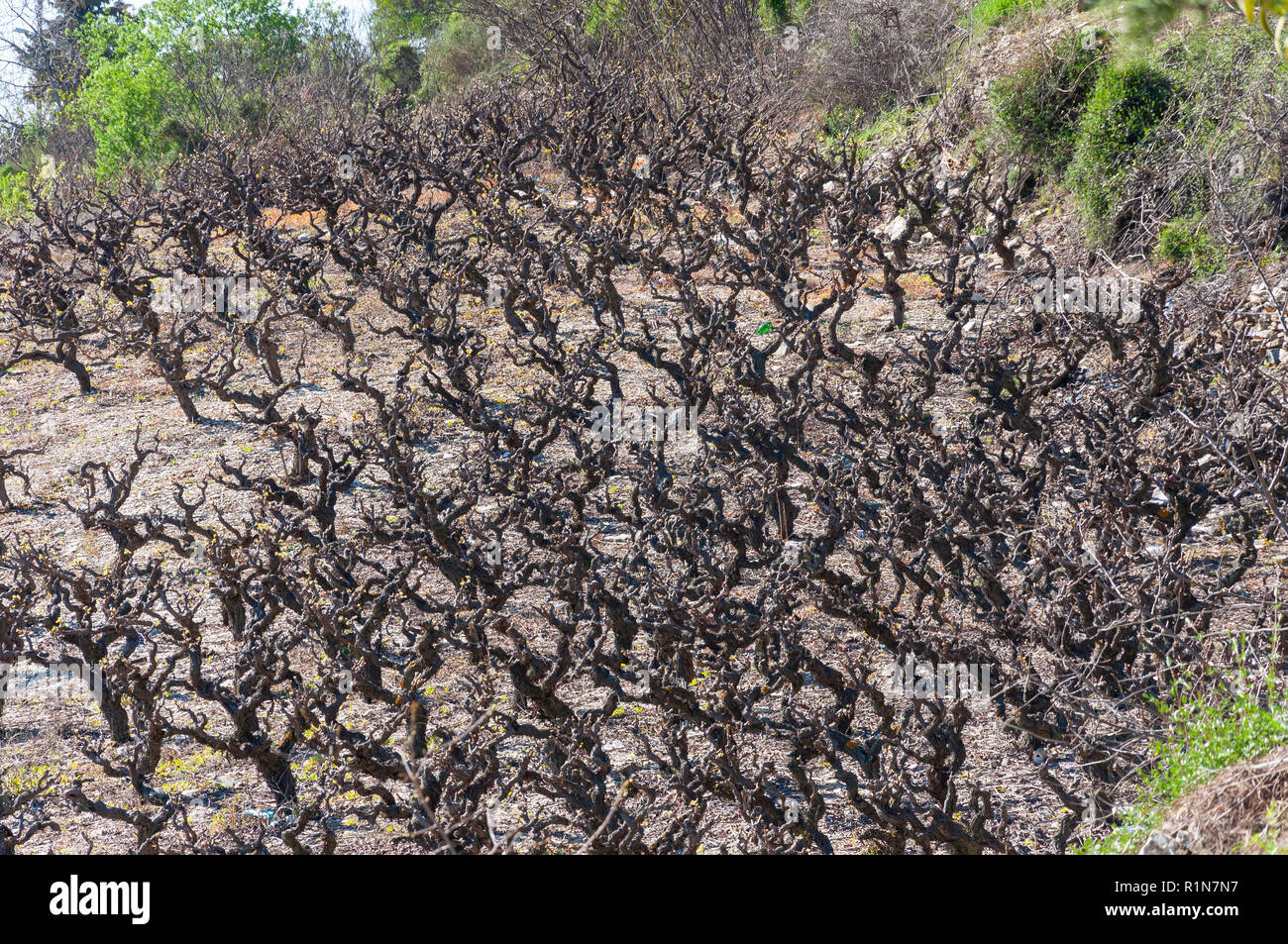 Alberi di olivo in campo, Omodos (Monti Troodos), Limassol District, la Repubblica di Cipro Foto Stock