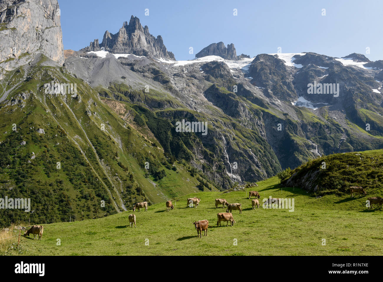 Brown vacche che pascolano in Furenalp su Engelberg sulle alpi svizzere Foto Stock