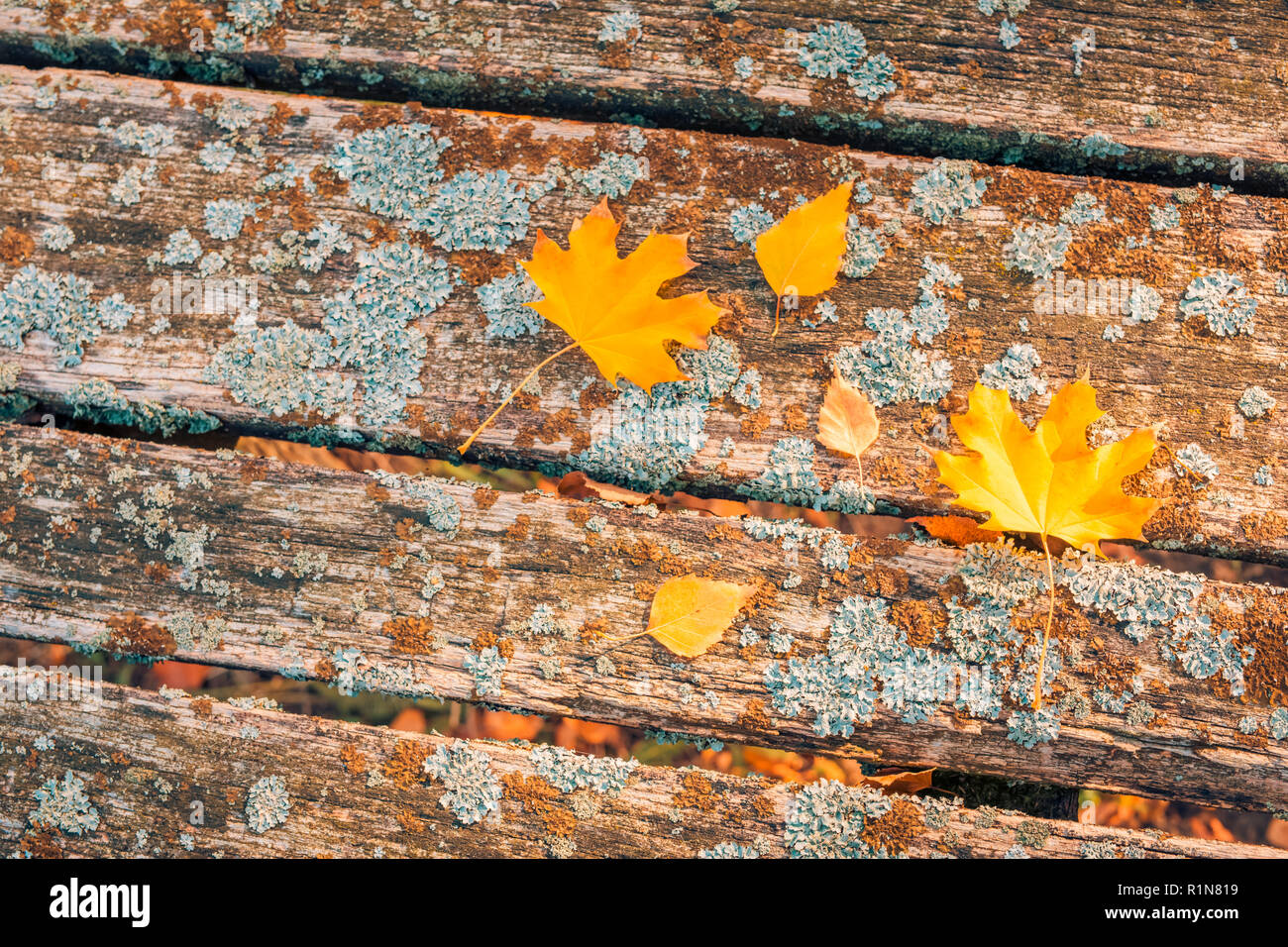 Composizione d'autunno. Telaio realizzato in autunno le foglie essiccate su legno scuro dello sfondo vintage. In autunno, la caduta dello sfondo. Appartamento laico, vista dall'alto, spazio di copia Foto Stock
