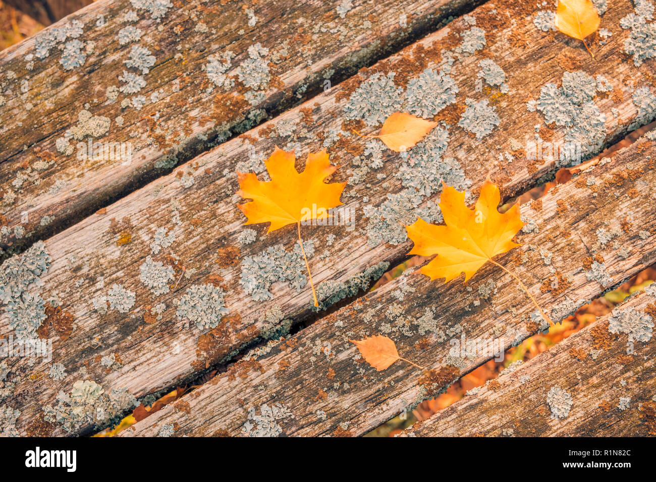 Composizione d'autunno. Telaio realizzato in autunno le foglie essiccate su legno scuro dello sfondo vintage. In autunno, la caduta dello sfondo. Appartamento laico, vista dall'alto, spazio di copia Foto Stock