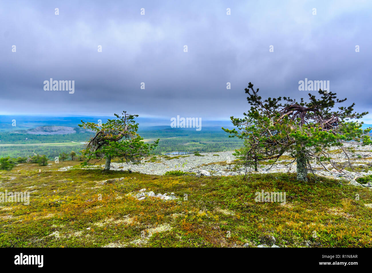 Panorama dalla vetta del Ukko-Luosto cadde in Pyha-Luosto National Park, Lapponia, Finlandia Foto Stock