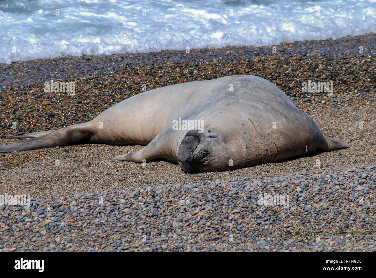 Elefante marino in siesta sulla penisola di Valdes Foto Stock